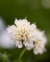 Praktvädd 'Fata Morgana'