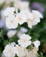 Summer phlox 'Isabella' 