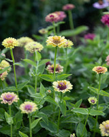 Zinnia 'Queeny Lime with blush'