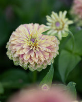 Zinnia 'Queeny Lime with blush'