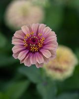 Zinnia 'Queeny Lime with blush'