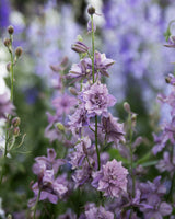 Delperia 'Misty Lavender'