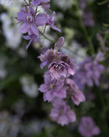 Delperia 'Misty Lavender'