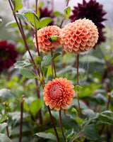 Maria Bolinder, Floxart.se