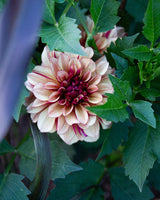 Rose & Amber Collection – dahlior perfekta för krukodling