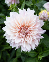 Maria Bolinder, Floxart.se