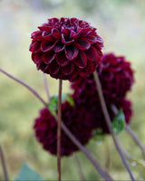 Maria Bolinder Natal, Flowart.se