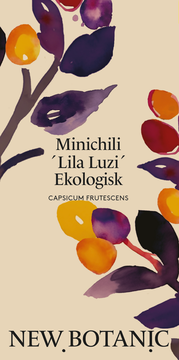 Minichili 'Lila Luzi', Ekologisk - Nyhet!