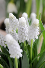 Moon Garden Collection - designad perenn rådjurssäker blomsterlöksrabatt