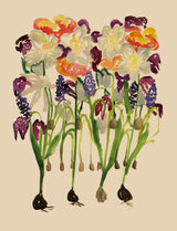 Spring Firework Collection Löklasagne - För den som vill njuta av blomning hela våren, med liten insats