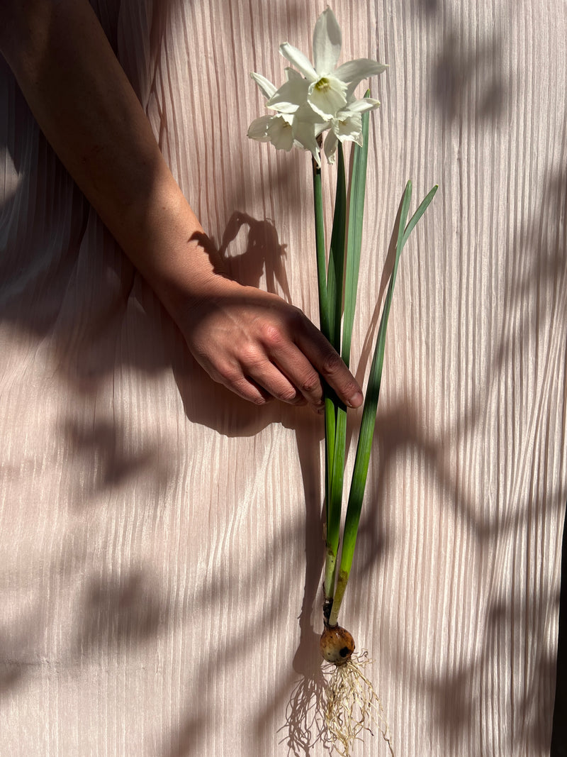 Spring Firework Collection - Löklasagne