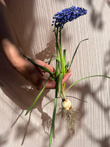 Spring Firework Collection - Löklasagne