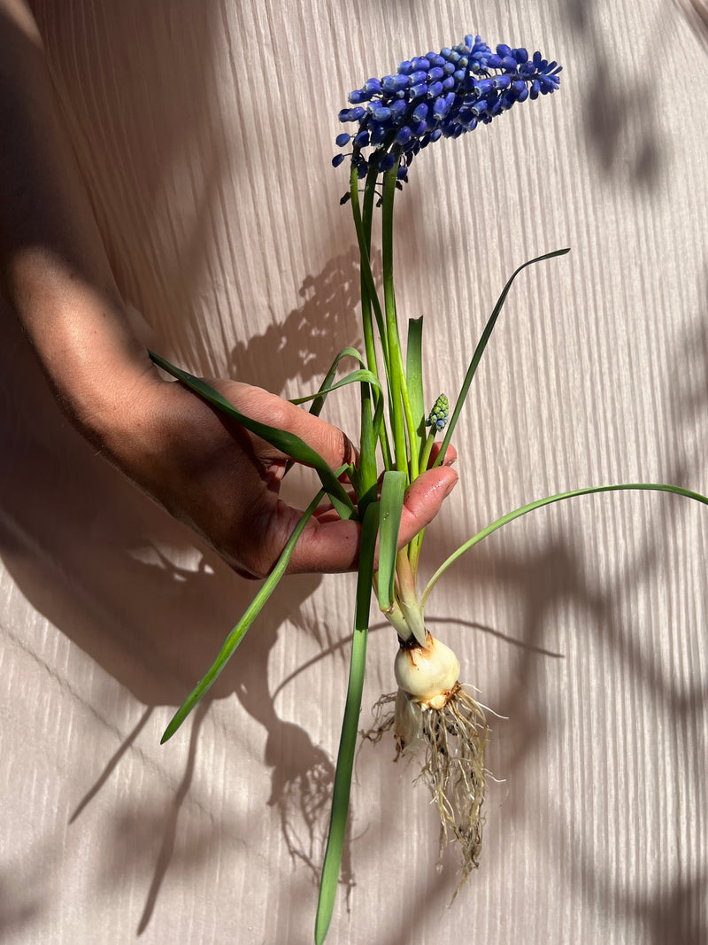 Spring Firework Collection - Löklasagne