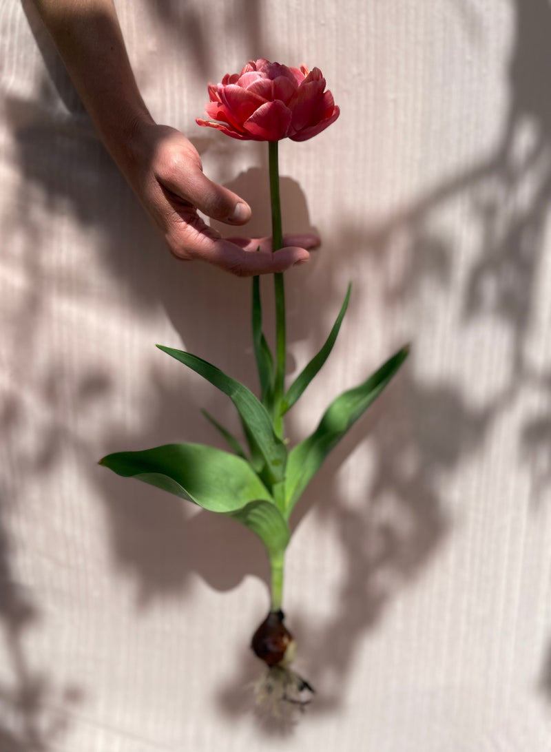 Spring Firework Collection Löklasagne - För den som vill njuta av blomning hela våren, med liten insats