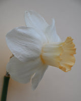 Nariss 'Salome'