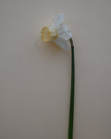 Nariss 'Salome'