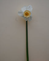 Nariss 'Salome'