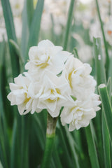 Narcissus 'Erchlicheer' 