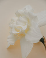 Oyster Pearl Collection - Nyhet!