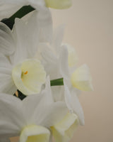 Oyster Pearl Collection - Nyhet!