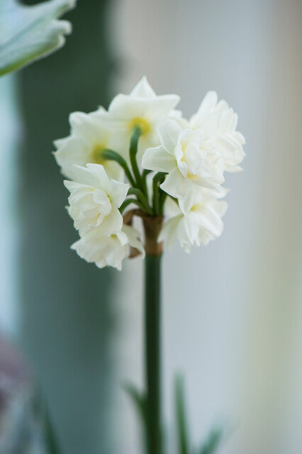 Pastel Sorbet Collection - designad blomsterlöksrabatt