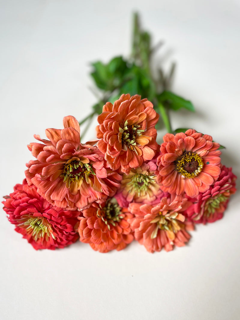 Zinnia 'Benary's Giant Coral' - Nyhet!