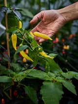 Nicoles favoriter - Black Botanic Week