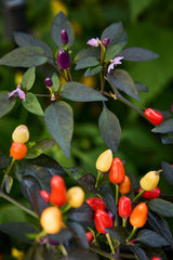 Julklapp till esteten