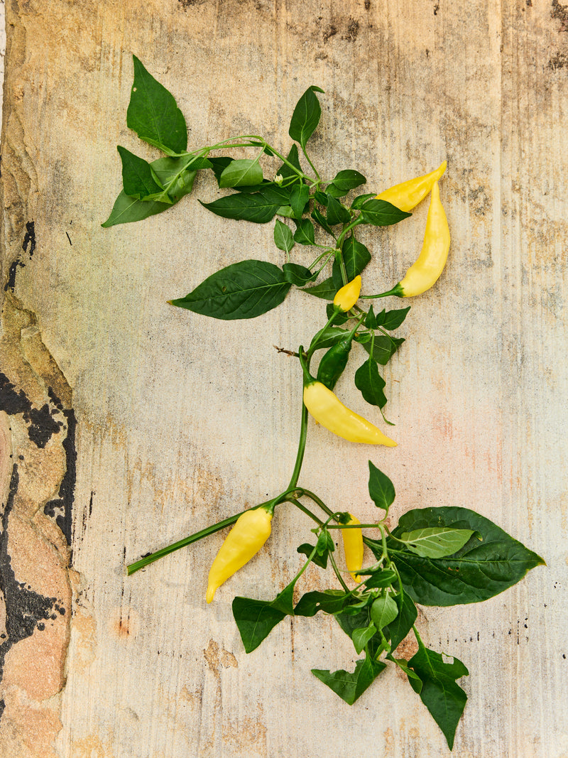 Juklapp till hemmakocken