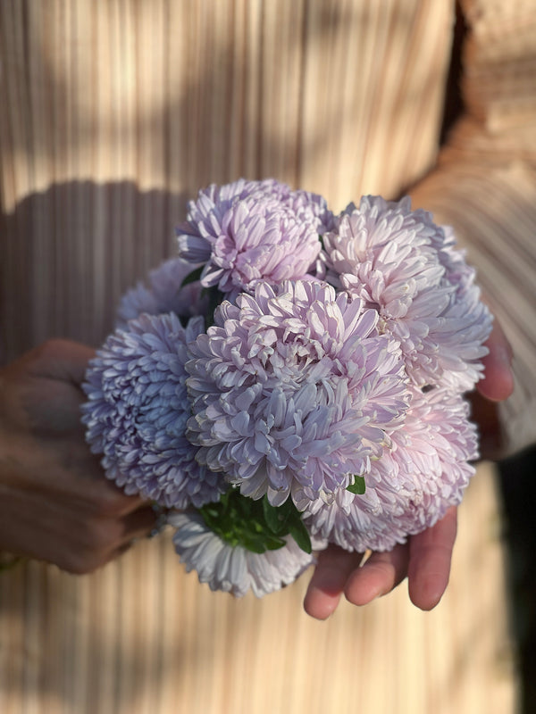 Aster 'Lady Coral Lavender'