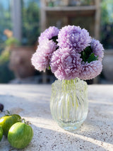 Aster 'Lady Coral Lavender'