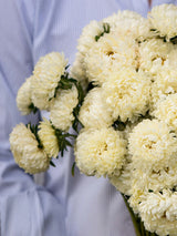 Aster 'Tower Yellow' - Nyhet!