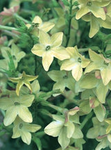 Blomstertobak 'Perfume Antique' - Nyhet!
