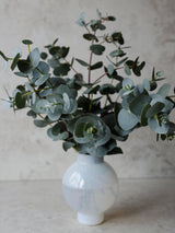 Eucalyptus 'Baby Blue' - Nyhet!