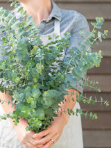 Eucalyptus 'Baby Blue' - Nyhet!