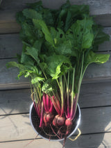 Polkabeta 'Chioggia', Ekologisk - Nyhet!