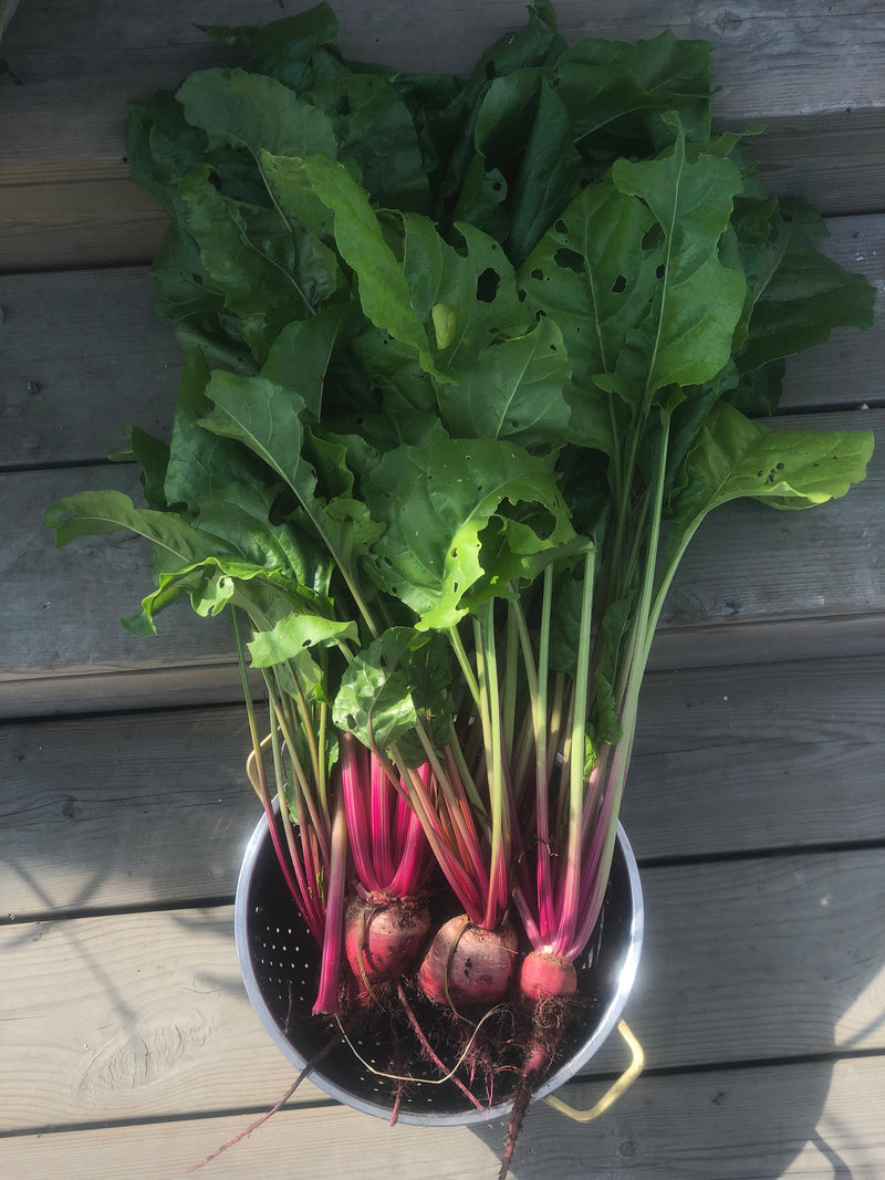 Polkabeta 'Chioggia', Ekologisk - Nyhet!