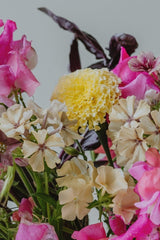 Sommarflox ´Isabellina´
