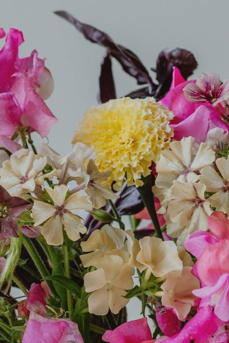 Sommarflox ´Isabellina´