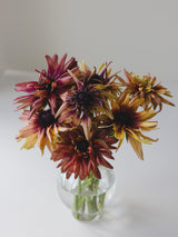 Sommarrudbeckia  ´Sahara´