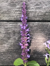 Anisisop 'Astello Indigo’ - Nyhet!
