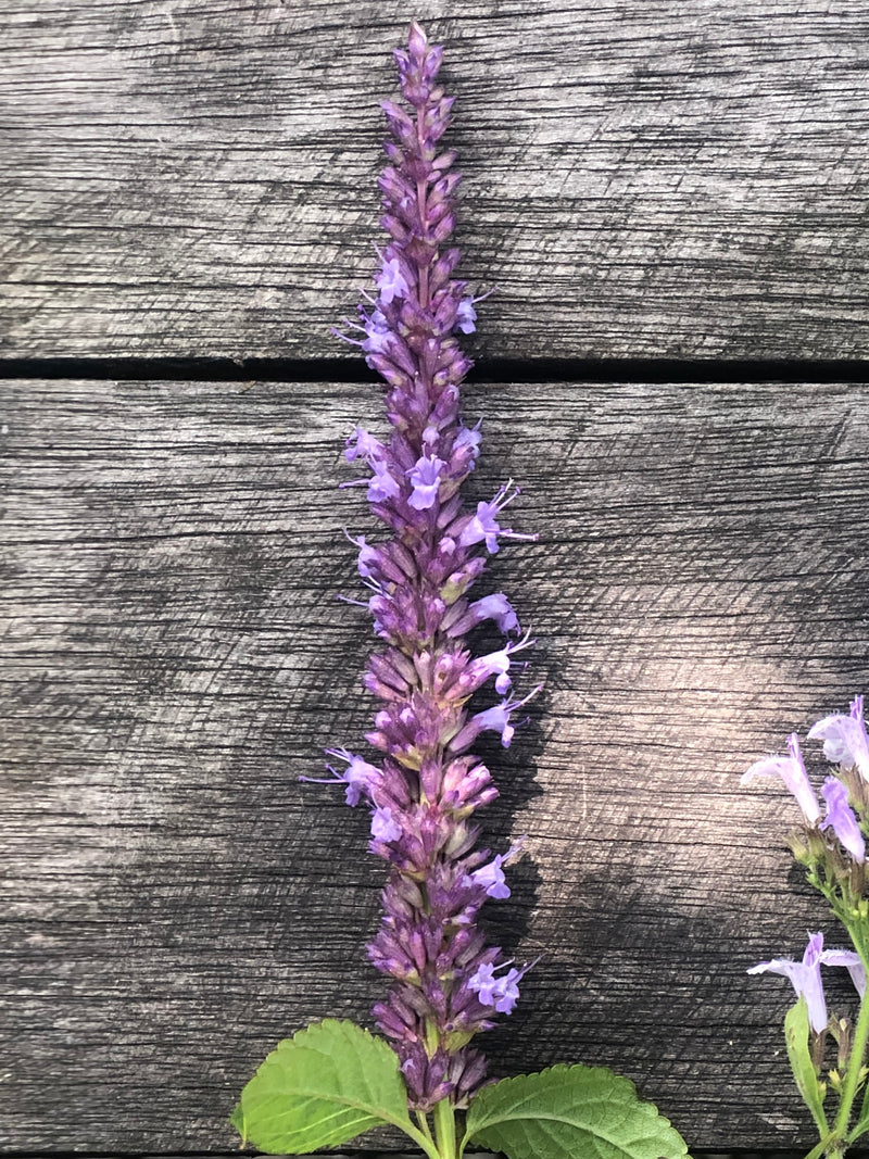 Anisisop 'Astello Indigo’ - Nyhet!