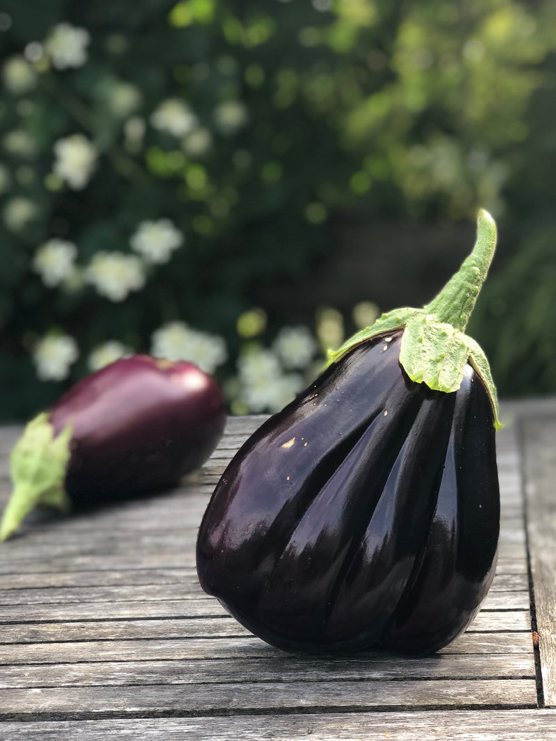 Aubergine 'Black Beauty' - Nyhet!