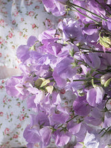 Luktärt 'Elegance Lavender' - Nyhet!
