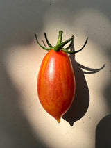 Nyhet! Tomato Tasting Collection, Ekologisk - För den matlagningsintresserade