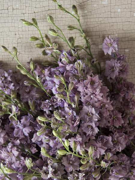 Riddarsporre 'Misty Lavender' - Nyhet!