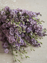 Riddarsporre 'Misty Lavender' - Nyhet!