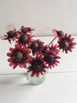 Sommarrudbeckia 'Cherry Brandy' - Nyhet!