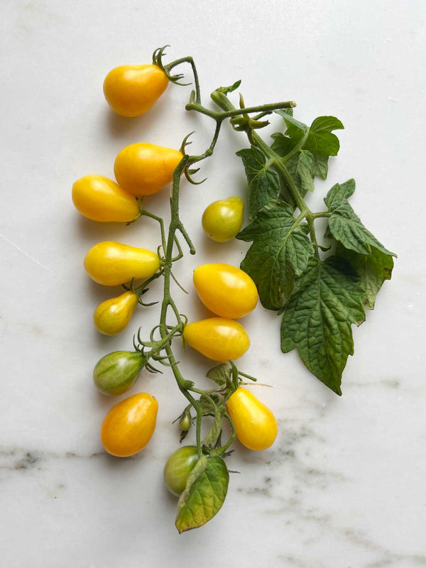 Pärontomat ´Yellow Pearshaped´ Ekologisk - Nyhet!