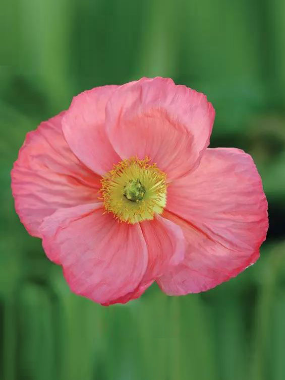 Vallmo 'Champagne Bubbles Pink' - Nyhet!
